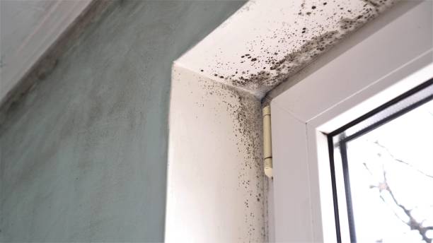 Best Emergency Mold Remediation in Wallenuck Lake Estates, PA